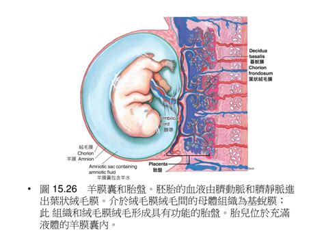 臍靜脈 充氧血|臍靜脈:概述,胎兒的血液循環：,